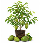 Soursop Tree Live Plant 5-9" Tall, Soursop Guanabana Tropical Fruit Tree for Gardening, Hardy Outdoor Plant