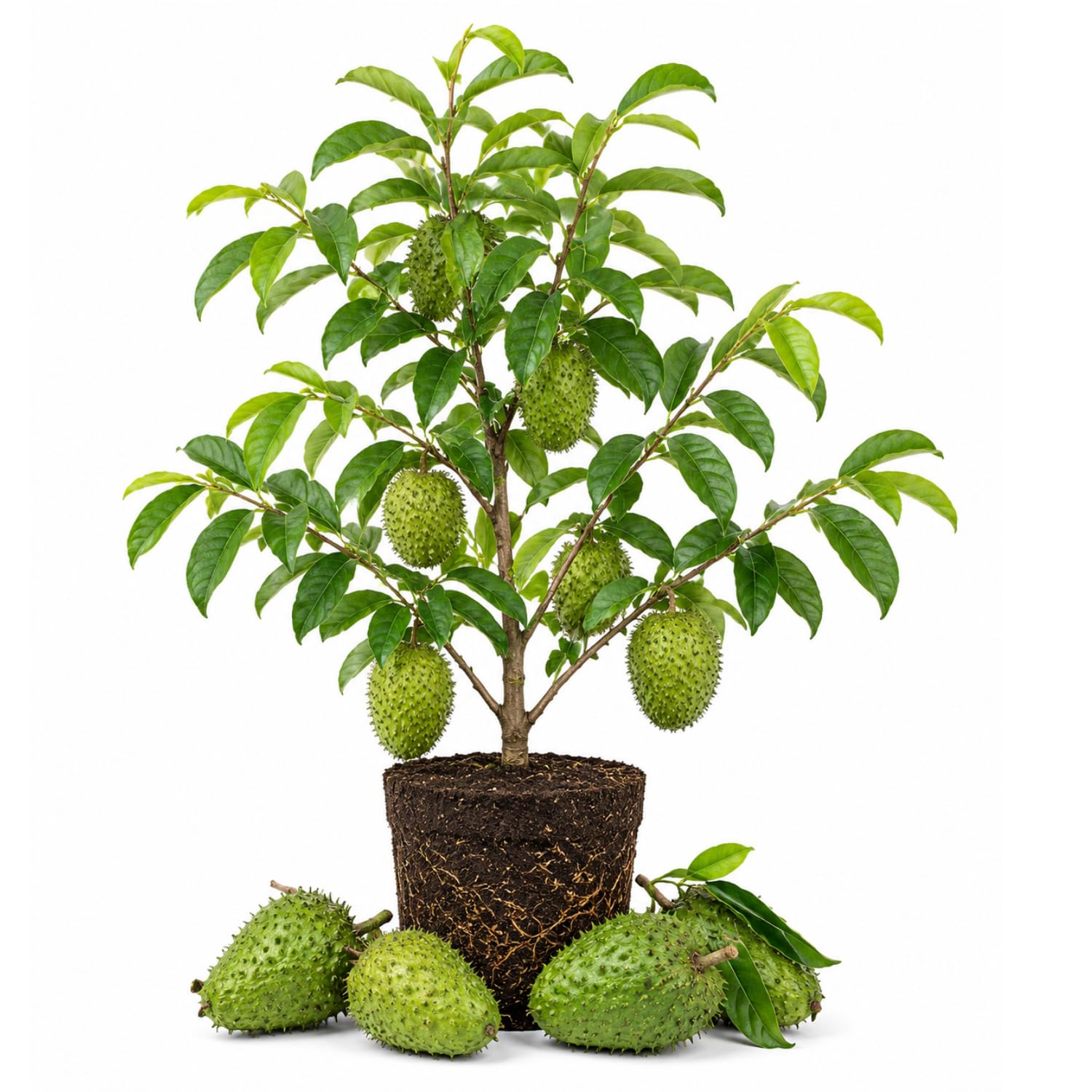 Soursop Tree Live Plant 5-9" Tall, Soursop Guanabana Tropical Fruit Tree for Gardening, Hardy Outdoor Plant