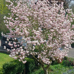 02 Saucer Magnolia Tree Live Plant in 2.5" Pot, 1 Year Old Well-Rooted Tree, Cold Hardy, Magnolia Shrub for Spring Planting, Fast-Growing