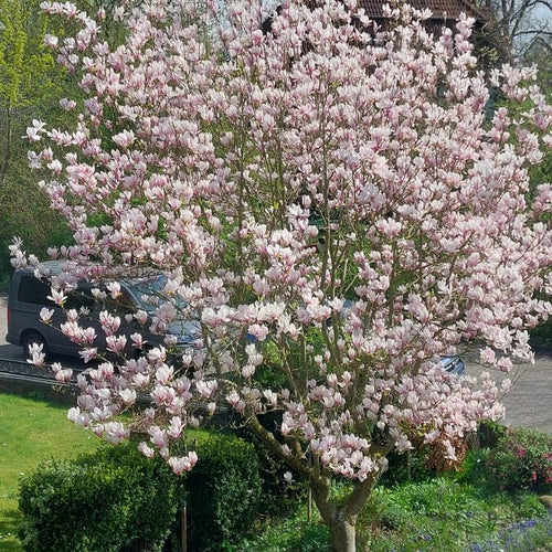 02 Saucer Magnolia Tree Live Plant in 2.5" Pot, 1 Year Old Well-Rooted Tree, Cold Hardy, Magnolia Shrub for Spring Planting, Fast-Growing