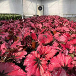 Exotic Red Begonia Plants Live, Rare Begonias Indoor Growing, Hanging Basket, Starter 5 to 9 Inc Tall