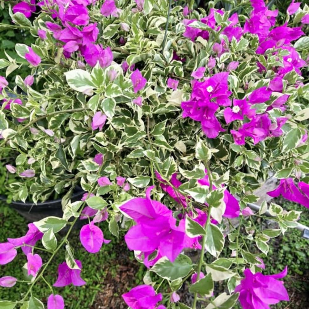 Set 2 Blueberry Ice Bougainvillea Live Plants 4-7 Inches Tall, Vibrant Bumgainvillea Flowering Vines for Garden, Patio Containers and Indoor Growing