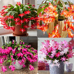 True Thanksgiving Cactus Plant Live in 4" Pot, Ready to Bloom, Holiday Christmas Cactus Plants Live, Random Blooms
