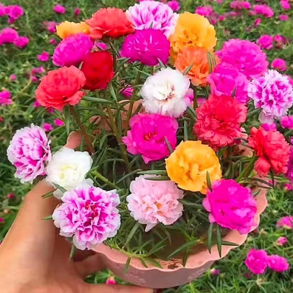 Mix Moss Rose Plants Live, 3 to 5 Inc Tall, Moss Rose Portulaca Plants, Ground Cover Plant Hanging Basket Trellis Plant, 2 Pots