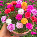 Mix Moss Rose Plants Live, 3 to 5 Inc Tall, Moss Rose Portulaca Plants, Ground Cover Plant Garden