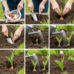 25 Tulip Bulbs for Spring Planting, Red Tulip Bulbs for Fall Planting, Flower Bulbs Growing