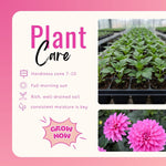 Bright Purple Dahlia Bulbs Plant, 2-3" Tall, Dahlia Flower Bulbs for Outdoor Garden, Flowering Tuber Cluster for Planting, Not Live Plant