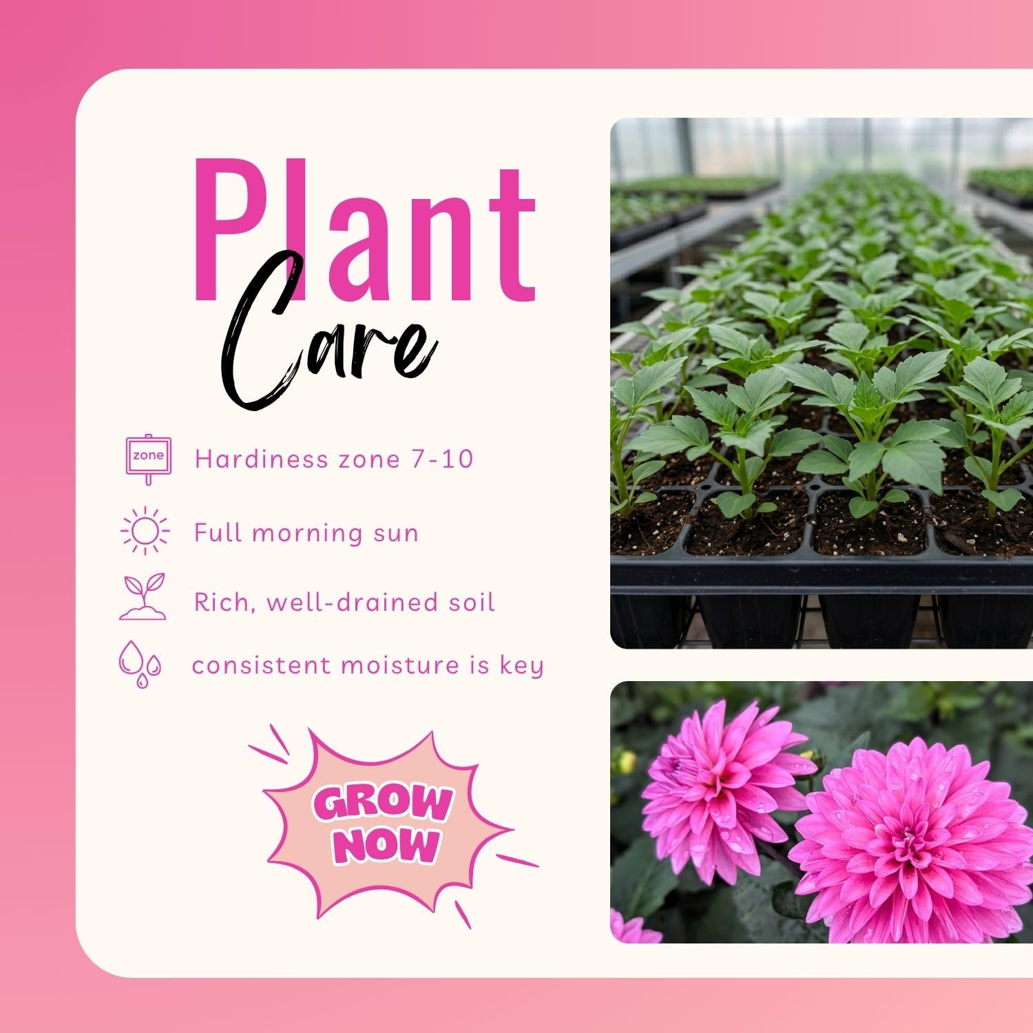 Bright Purple Dahlia Bulbs Plant, 2-3" Tall, Dahlia Flower Bulbs for Outdoor Garden, Flowering Tuber Cluster for Planting, Not Live Plant