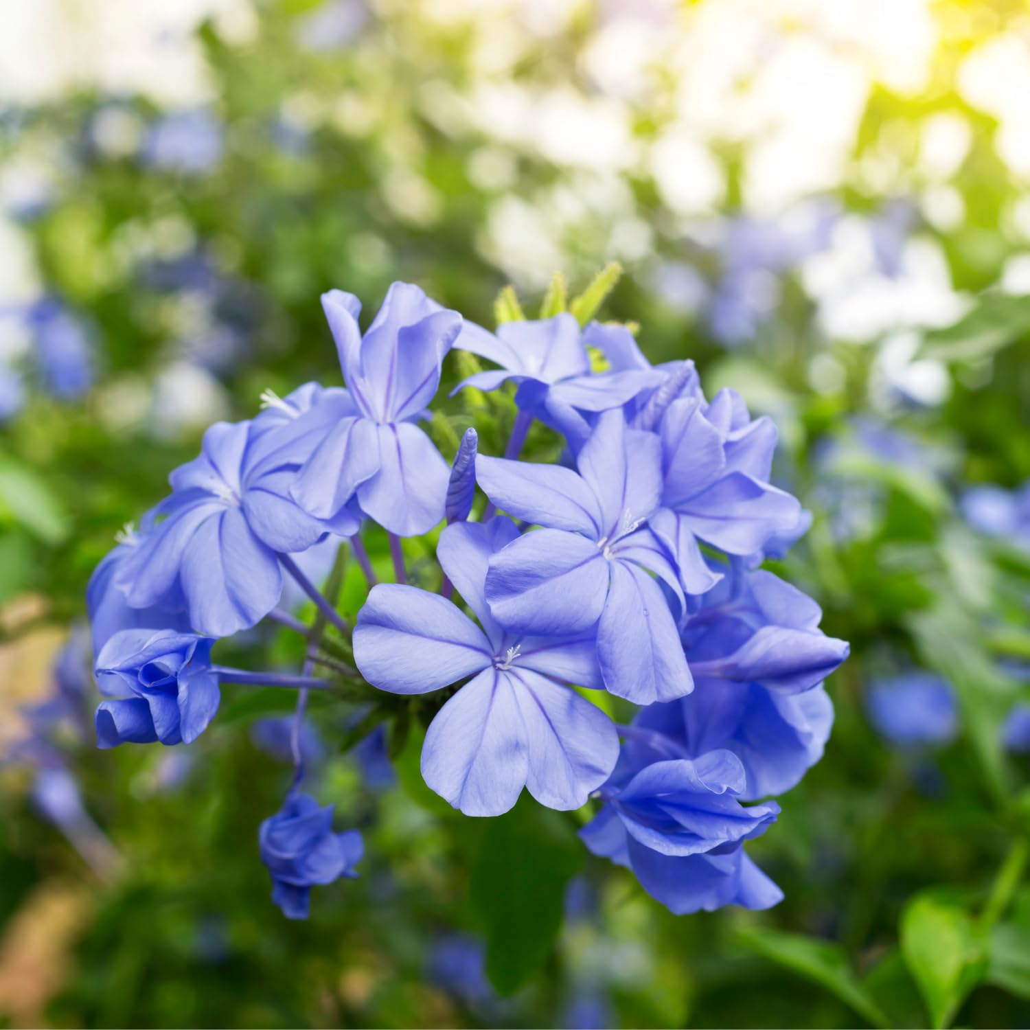 2 Blue Plumbago Plants, Live Plumbago Flowering Plant Well Rooted, 4 to 7 Inches