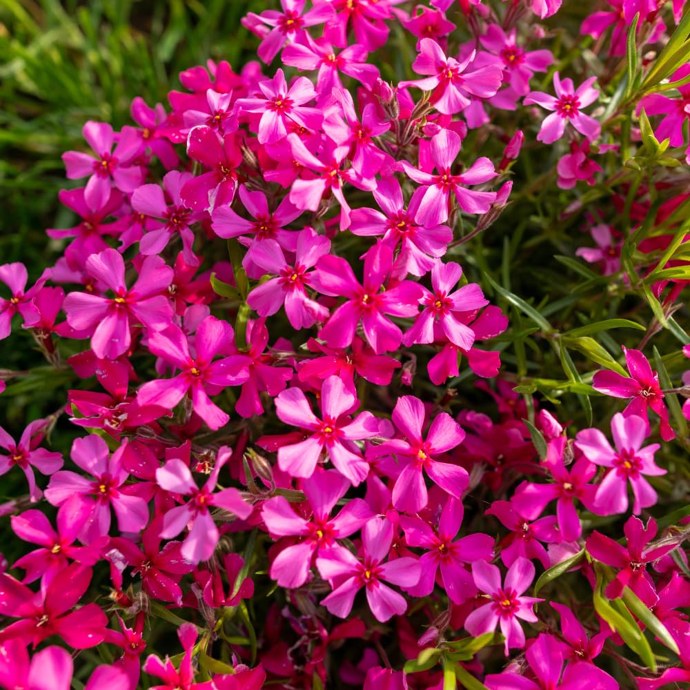 Set 2 Creeping Phlox Live Plants, Perennial Phlox Flower Ground Cover Plant, Hardy Creeping Phlox 5-8 Inches (Red)