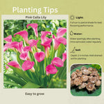 Pack 3 Pink Calla Lily Bulbs - Calla Lily Flowering Bulbs for Garden and Containers, Easy to Grow Summer Blooms