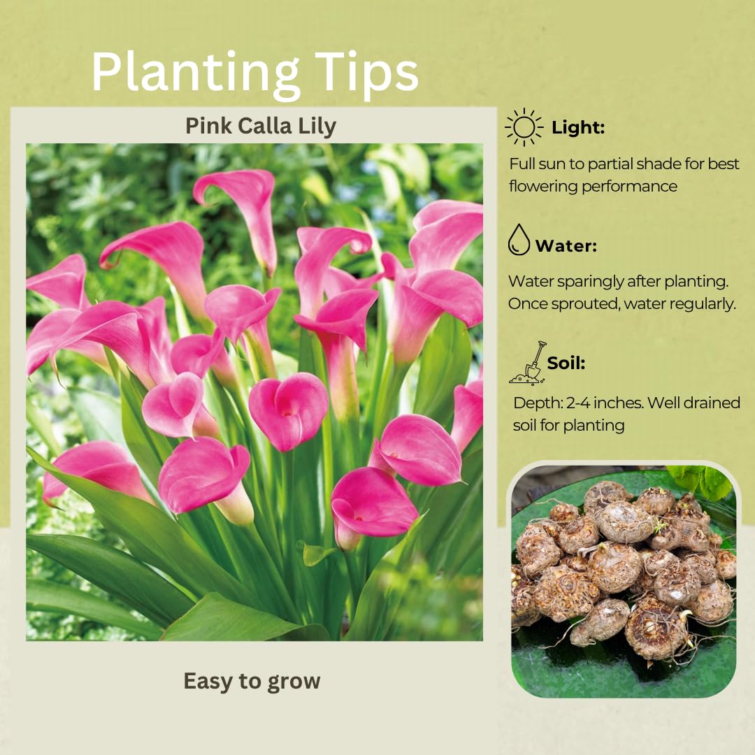 Pack 3 Pink Calla Lily Bulbs - Calla Lily Flowering Bulbs for Garden and Containers, Easy to Grow Summer Blooms