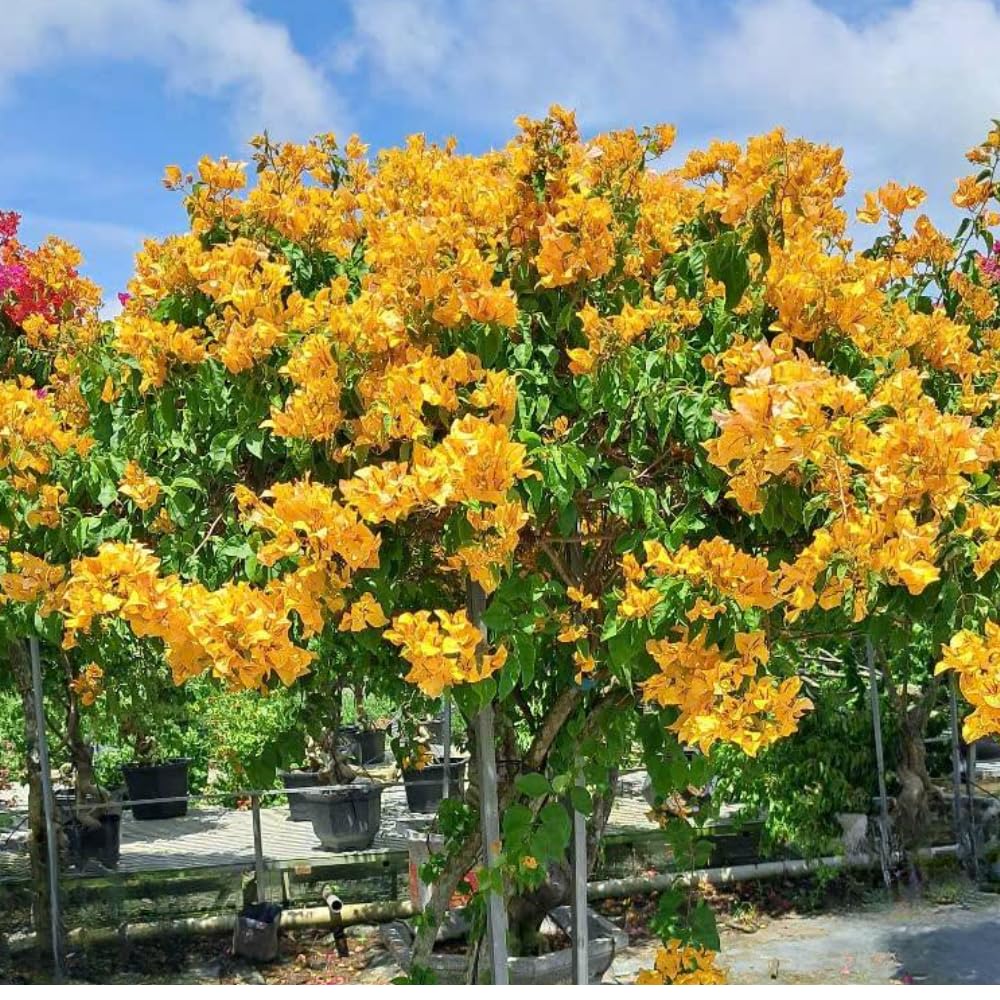 2 Yellow Bougainvillea Plants Live, Flowering Bougainvillea Vine for Outdoor Garden or Trellis, 5-9 Inch Tall, Very Hardy