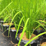 Set 5 Lemon Grass Live Plants for Outdoor Planting, Live Lemongrass Plants for Planting in Spring, Fragrant Herbs, 5-7 Inc Tall Starter