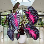 Combo 3 Black Red Colocasia Live Plants, Elephant Ear Esculenta Taro, 5 to 8" in Tall, Alocasia Live Plant for Planting, Live Houseplant Colocasia Plant