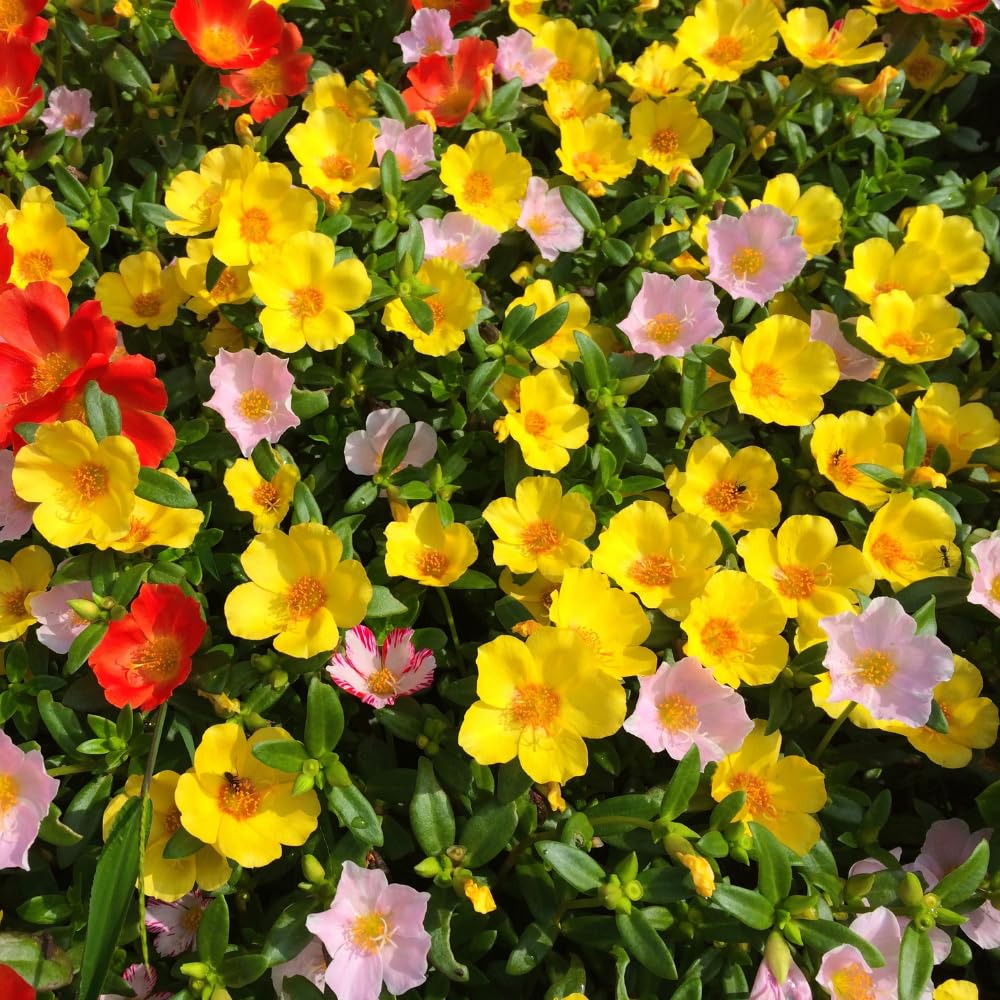 Set 3 Yellow Portulaca Plants Live, Purslane Moss Roses Flowers, Clumps 3-5" Tall to Grow Indoor Outdoor