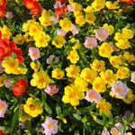 2 Yellow Portulaca Plants Live, Clumps 3-5" Tall Purslane Moss Rose Flowers for Indoor Pots, Outdoor Garden, Hanging Baskets