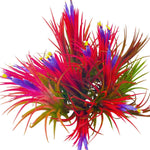 20 Red Tillandsia Air Plants Live Houseplants, Live Air Plants