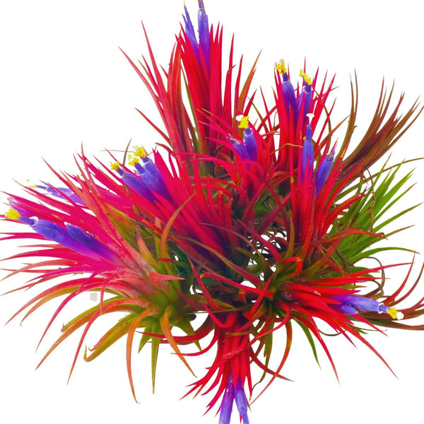 20 Red Tillandsia Air Plants Live Houseplants, Live Air Plants