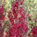 Manuka Tea Tree Live Plant, Pink Tea Tree, Compact Flowering Shrub for Outdoor Growing 4-9 Inch Tall
