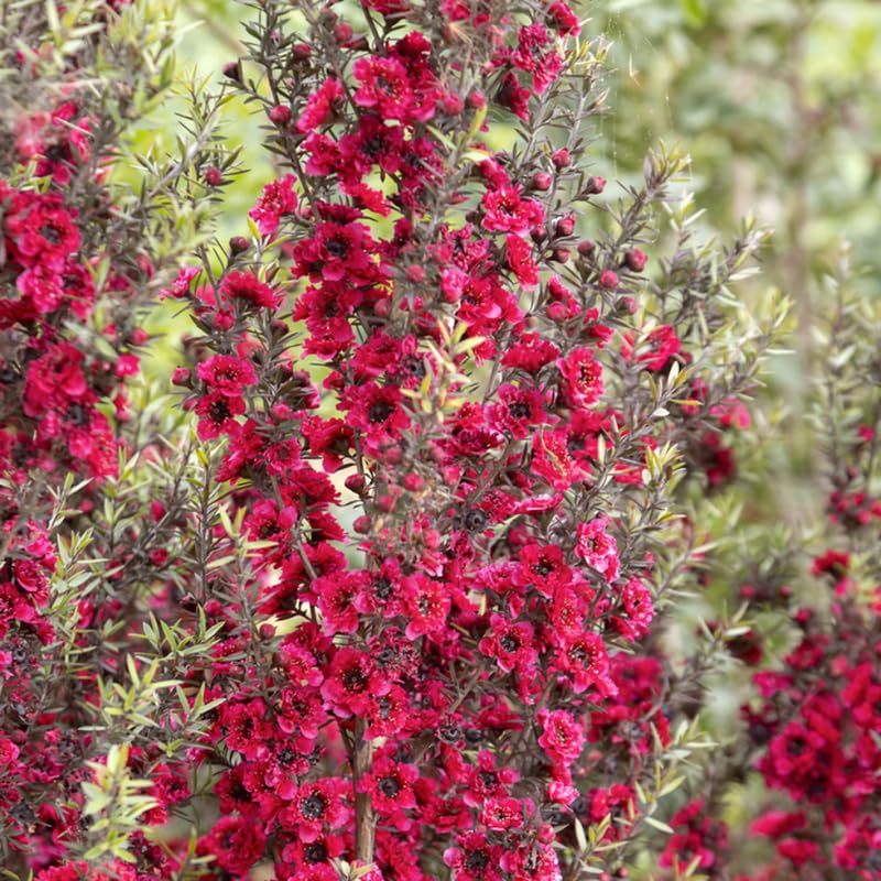 Manuka Tea Tree Live Plant, Pink Tea Tree, Compact Flowering Shrub for Outdoor Growing 4-9 Inch Tall