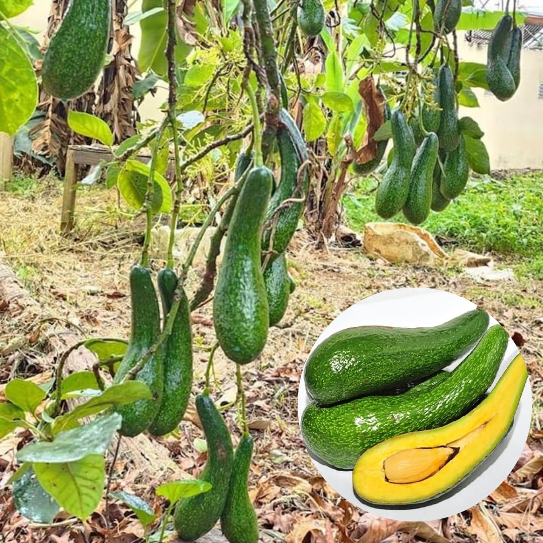 2-3Ft Avocado Trees Live Plants, Grafted Long Neck Avocado Plant Live Tree in Pot, No CA