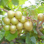 Bronze Grape Vine Live, 5-9" Tall Well-Rooted for Outdoor Gardens, Hardy Grape Fruit Perennial, No Pot