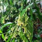 2 Night Blooming Jasmine Live Plants, Fragrant Flowering Shrubs, 4-6" Tall