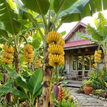 Double Banana Tree Live Plant, Edible Fruit, 4-6" Tall