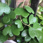 Kerii Hearts Hoya Live Plant 3-5 Inches Tall, Sweetheart Kerii Hoya Plant, Waxflower Vine Tropical Houseplant for Indoor Decor