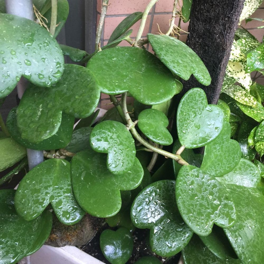 Kerii Hearts Hoya Live Plant 3-5 Inches Tall, Sweetheart Kerii Hoya Plant, Waxflower Vine Tropical Houseplant for Indoor Decor