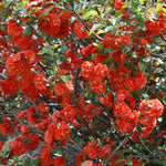 Chaenomeles Japonica Flowering Quince Tree Live Plant Bush Shrub, 3-6" in Tall in 4" Pot, Well Rooted Starter Plants, Zones 5-9, Red Color Bloom