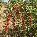 6 Goji Berry Cuttings for Planting, Red Goji Berries for Outdoor Growing, Cold Hardy Fruit Shrub Starter