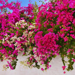 2 Bougainvillea Plants Live, Bougainvillea Live Plant, 4 to 6 Inc Tall, Flower Vine Plant Garden (Pink)