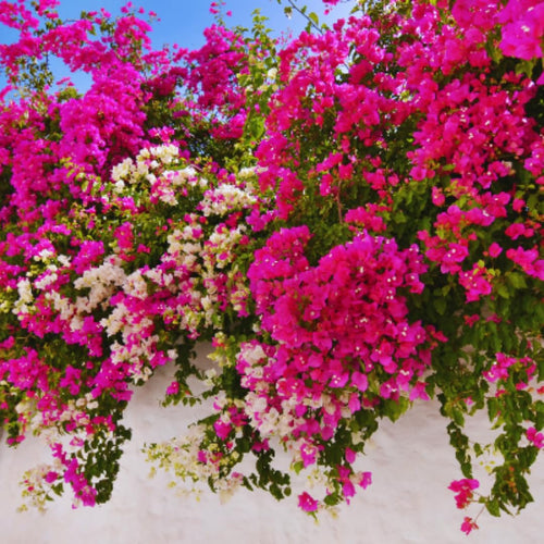 2 Bougainvillea Plants Live, Bougainvillea Live Plant, 4 to 6 Inc Tall, Flower Vine Plant Garden (Pink)