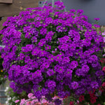 2 Dark Purple Verbena Live Plants, Trailing Verbena Plants for Planting Outdoor, Perennial Ground Cover Flowers 4-7 Inches