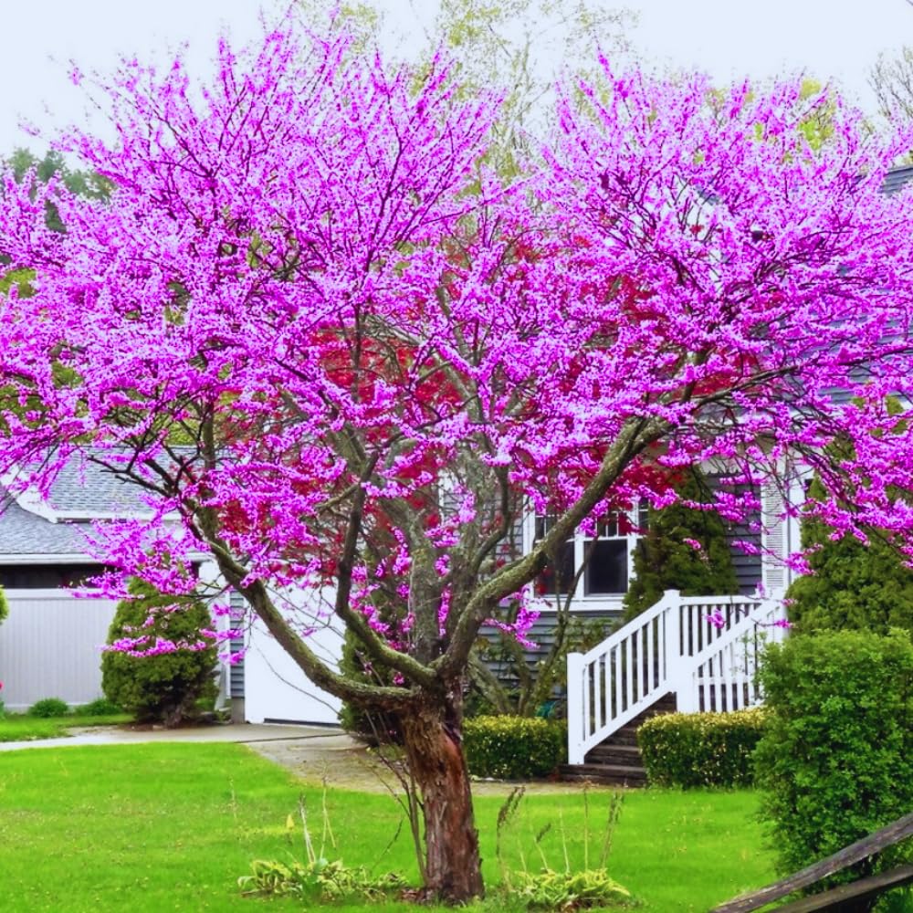 02 Purple Eastern Redbud Trees for Planting, 7 to 15 Inc Tall, Red Bud Trees Live Plants, Zones 4 to 9