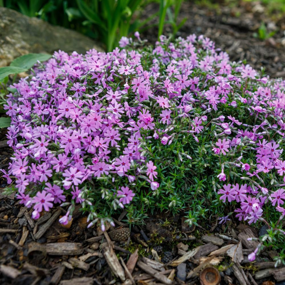 Set 2 Creeping Phlox Live Plants, Perennial Phlox Flower Ground Cover Plant, Hardy Creeping Phlox 5-8 Inches (Light Pink)