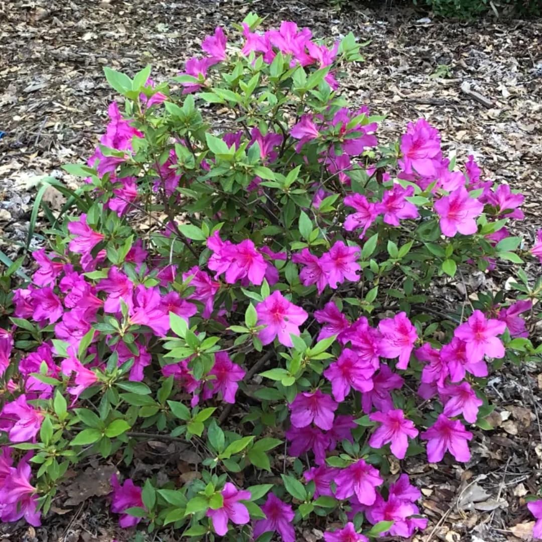 2 Southern Azalea Plants Live 5-9" in Tall, Rhododendron Tree Live Plants Like, Established Root, Vibrant Bloom, Deep Pink