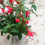 Fuchsia Plant Pot, 5 Inc Tall, 2 White Red Fuchsia Flower Plants Live, Hardy Perennial Flower Plant