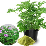 Set 2 Citronella Plants Live, 5 to 7 Inches Long, Live Citronella Plant Indoor, Outdoor Garden Patio, Citronella Live Plants