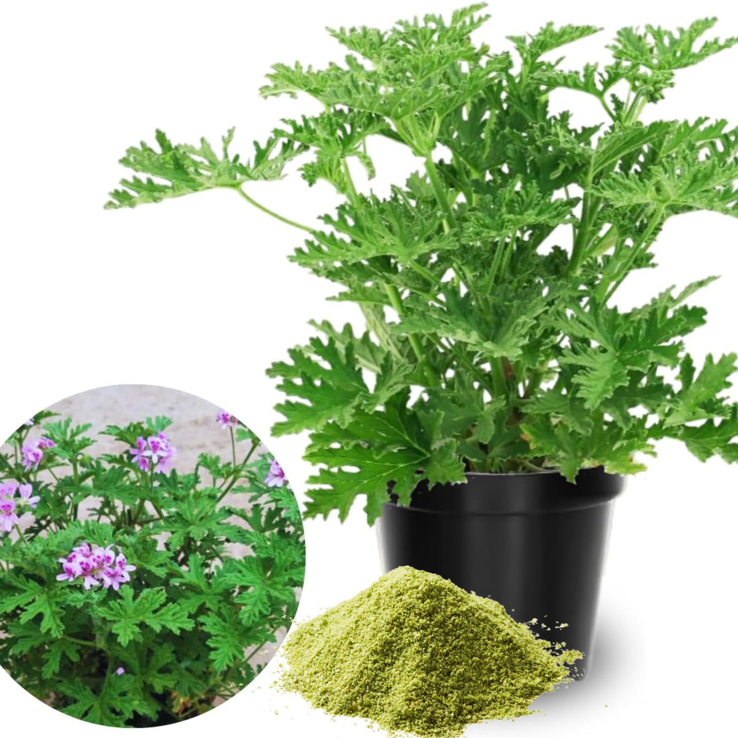 Set 2 Citronella Plants Live, 5 to 7 Inches Long, Live Citronella Plant Indoor, Outdoor Garden Patio, Citronella Live Plants