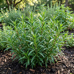Set of 2 Mexican Tarragon Live Plants, Tarragon Plant Live, 4-6 Inches Tall, Culinary Herb Plants for Outdoor Planting