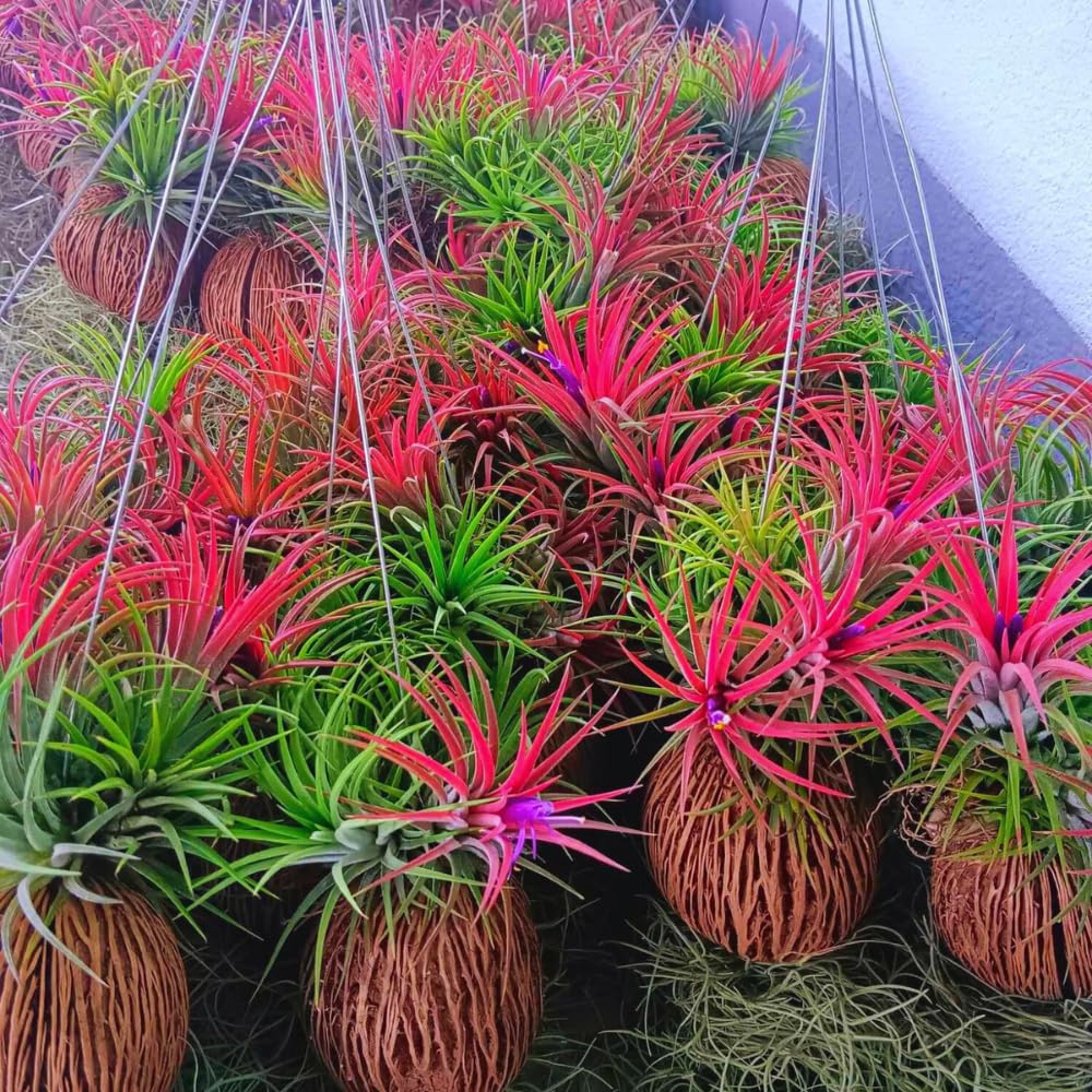 Set 25 of Live Air Plants, Red Tillandsia Air Plants Live Houseplants Indoor Outdoor Garden
