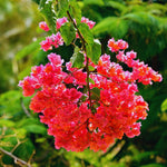 2 Bougainvillea Plants Live, Bougainvillea Live Plant, 4 to 6 Inc Tall, Flower Vine Plant Garden (Double Red)
