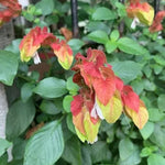 2 Red Shrimp Plants Live, 4 to 6 Inc Tall, Live Shrimp Plant for Garden, Shrimp Live Plant, Shrimp Plant Pot