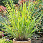 2 Grass Ornamental Grasses Seedlings, Live Grass Perennial Hardy Ornamental Plants, Outdoor Planting, 5-9" Tall (Lemon Grass)