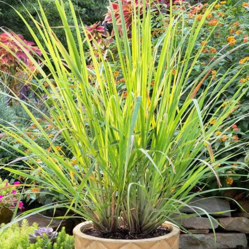2 Grass Ornamental Grasses Seedlings, Live Grass Perennial Hardy Ornamental Plants, Outdoor Planting, 5-9" Tall (Lemon Grass)