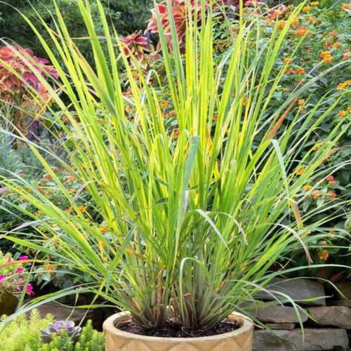 2 Grass Ornamental Grasses Seedlings, Live Grass Perennial Hardy Ornamental Plants, Outdoor Planting, 5-9" Tall (Lemon Grass)