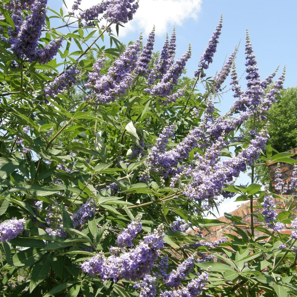 Live Blue Chaste Vitex Plant 5-8 Inch Tall, Blue Chaste Flower Tree, Chastes Tree, Fragrant Purple Flowering Shrub for Planting Indoor Outdoor